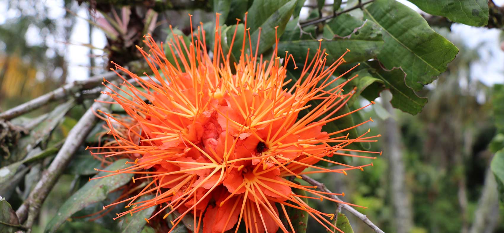 Jardín Botánico CATIE