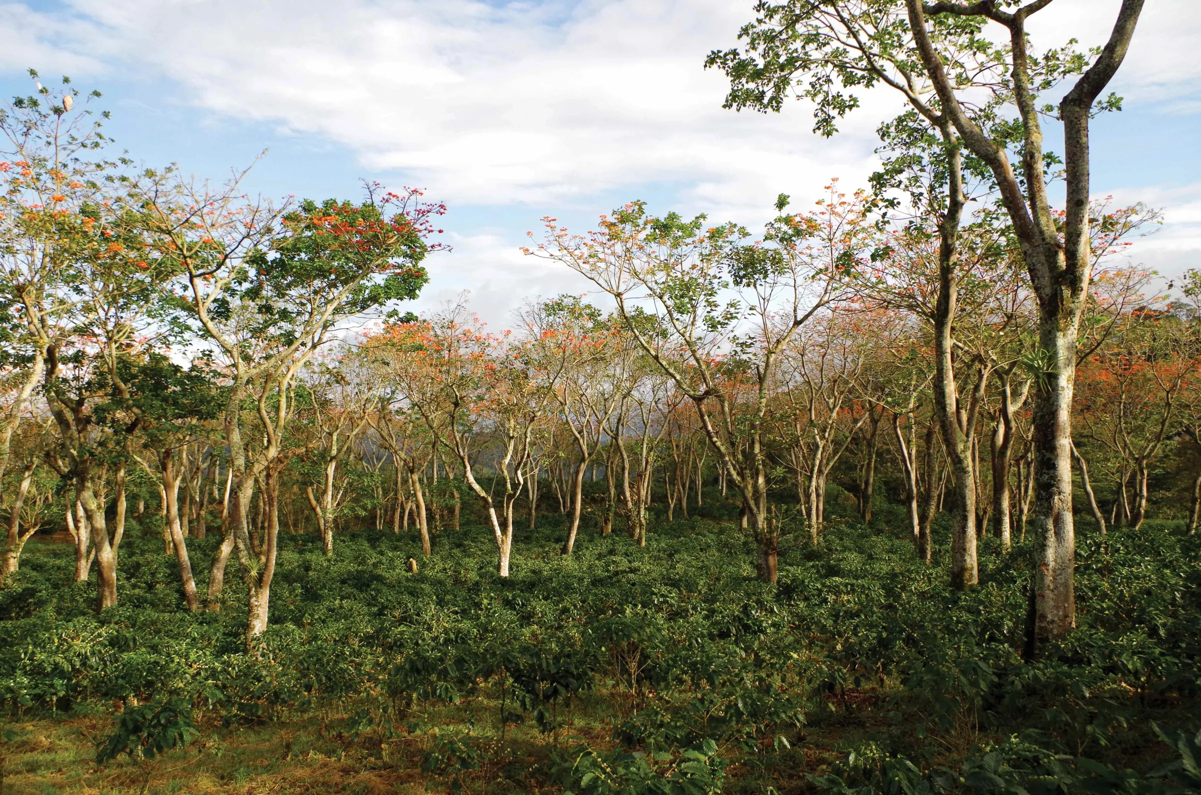 Agroforestería y Agricultura Sostenible