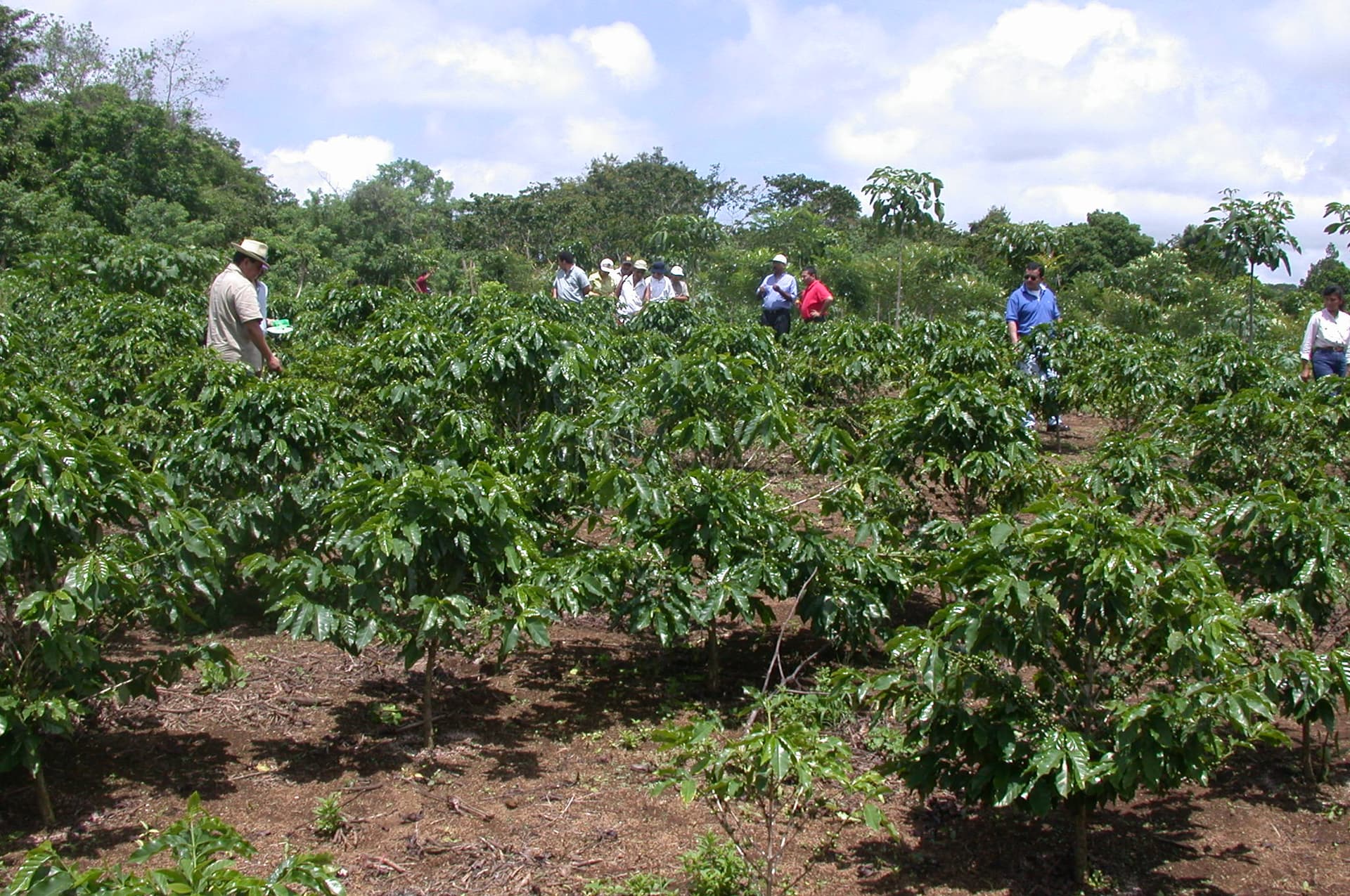 Plantación de café del CATIE