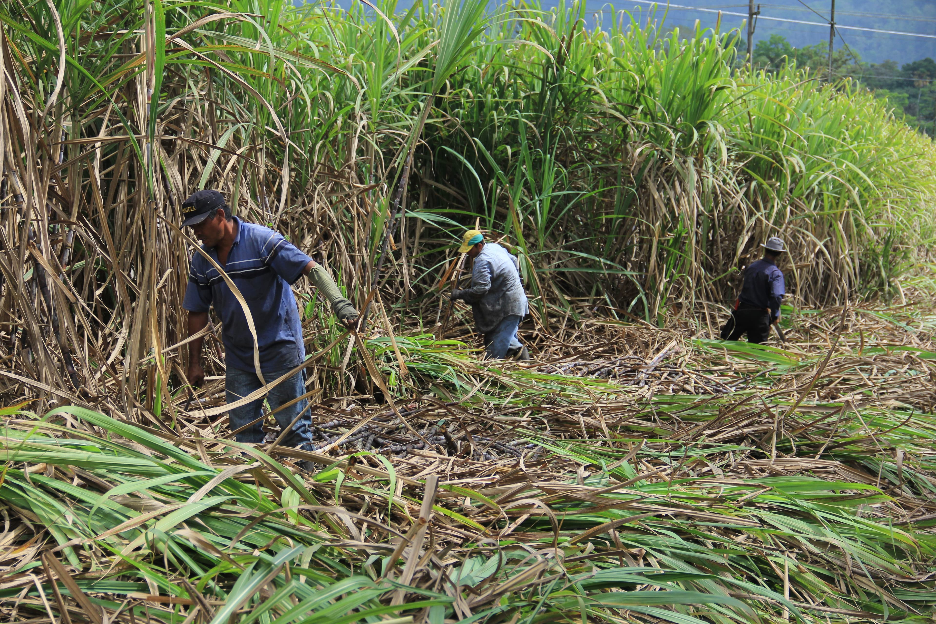 Grupo de cursos del CATIE en la finca