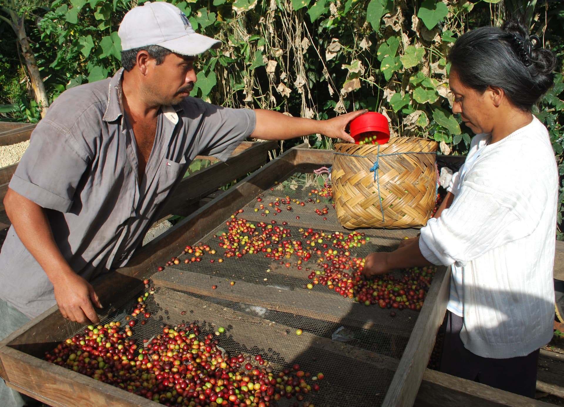 Caficultores durante la cosecha