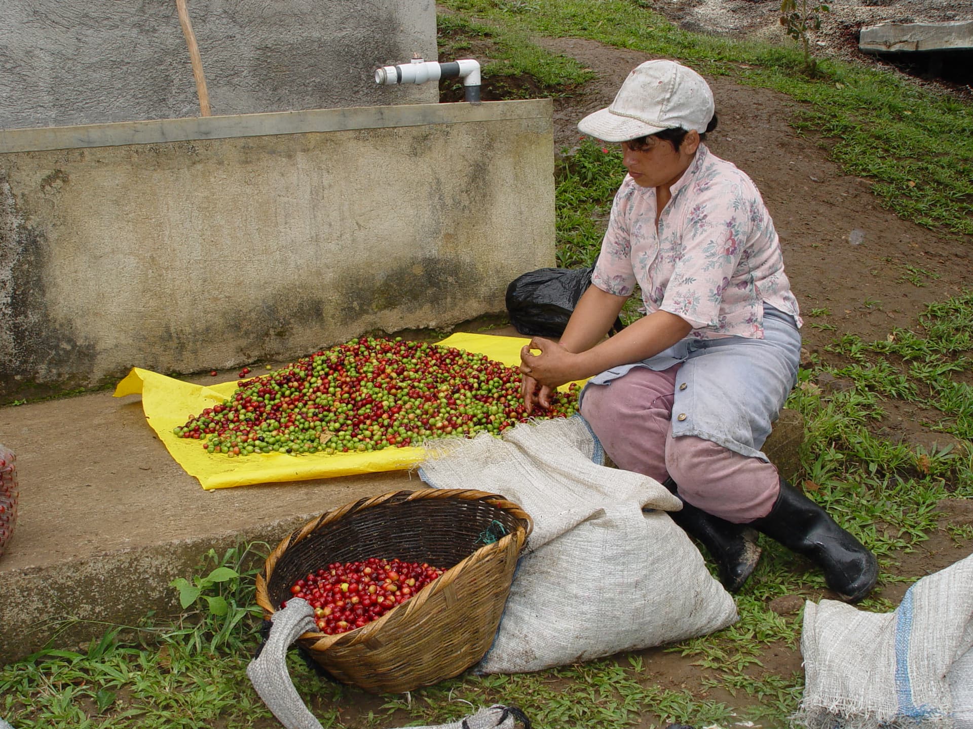Productora seleccionando café