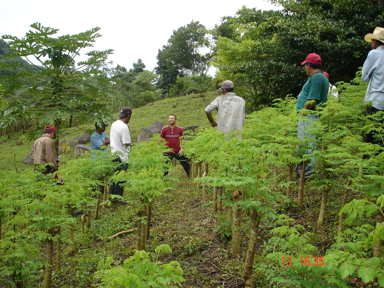 Producción forestal en la Finca Comercial