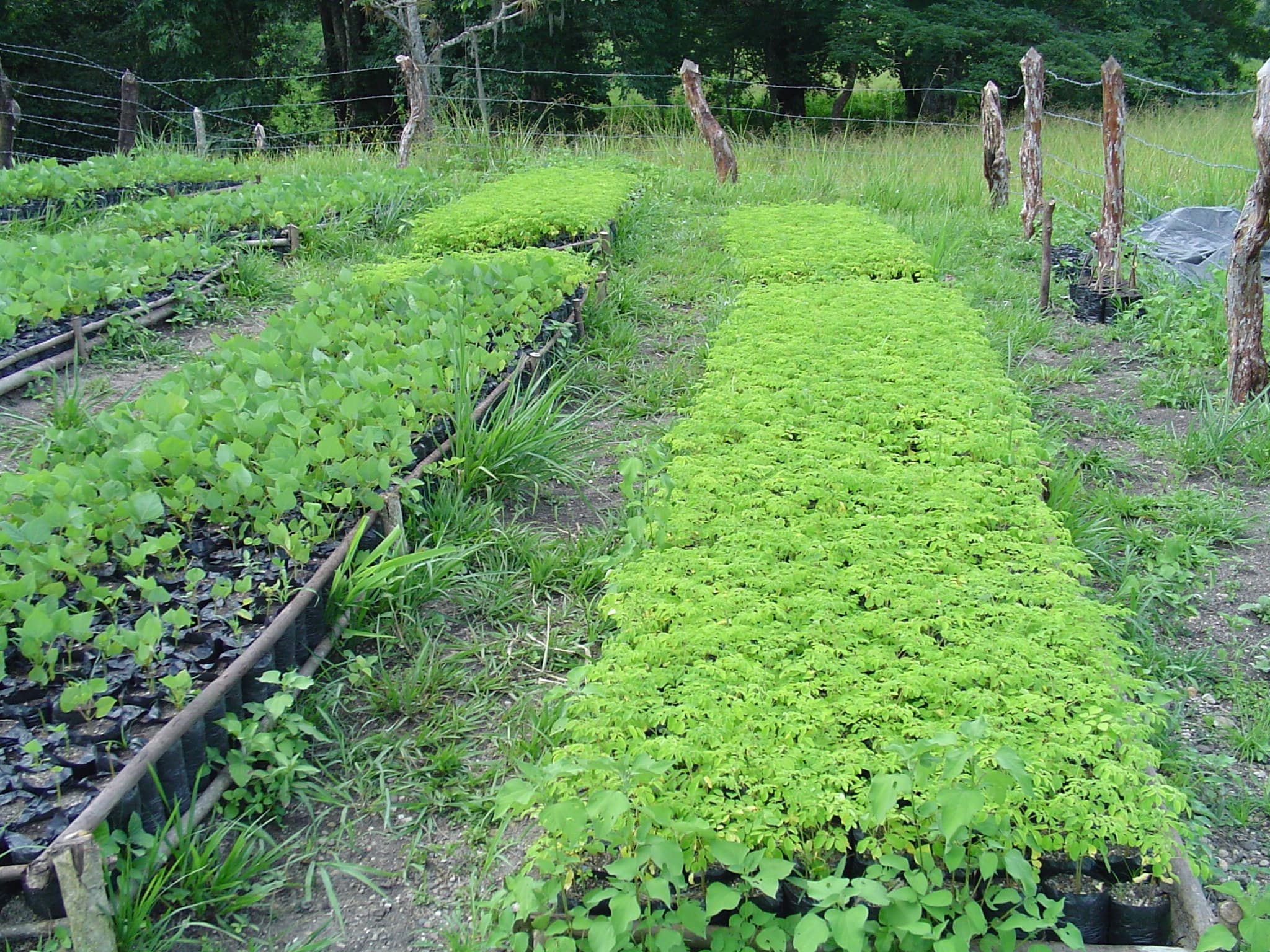 Vivero y conservación de plantas