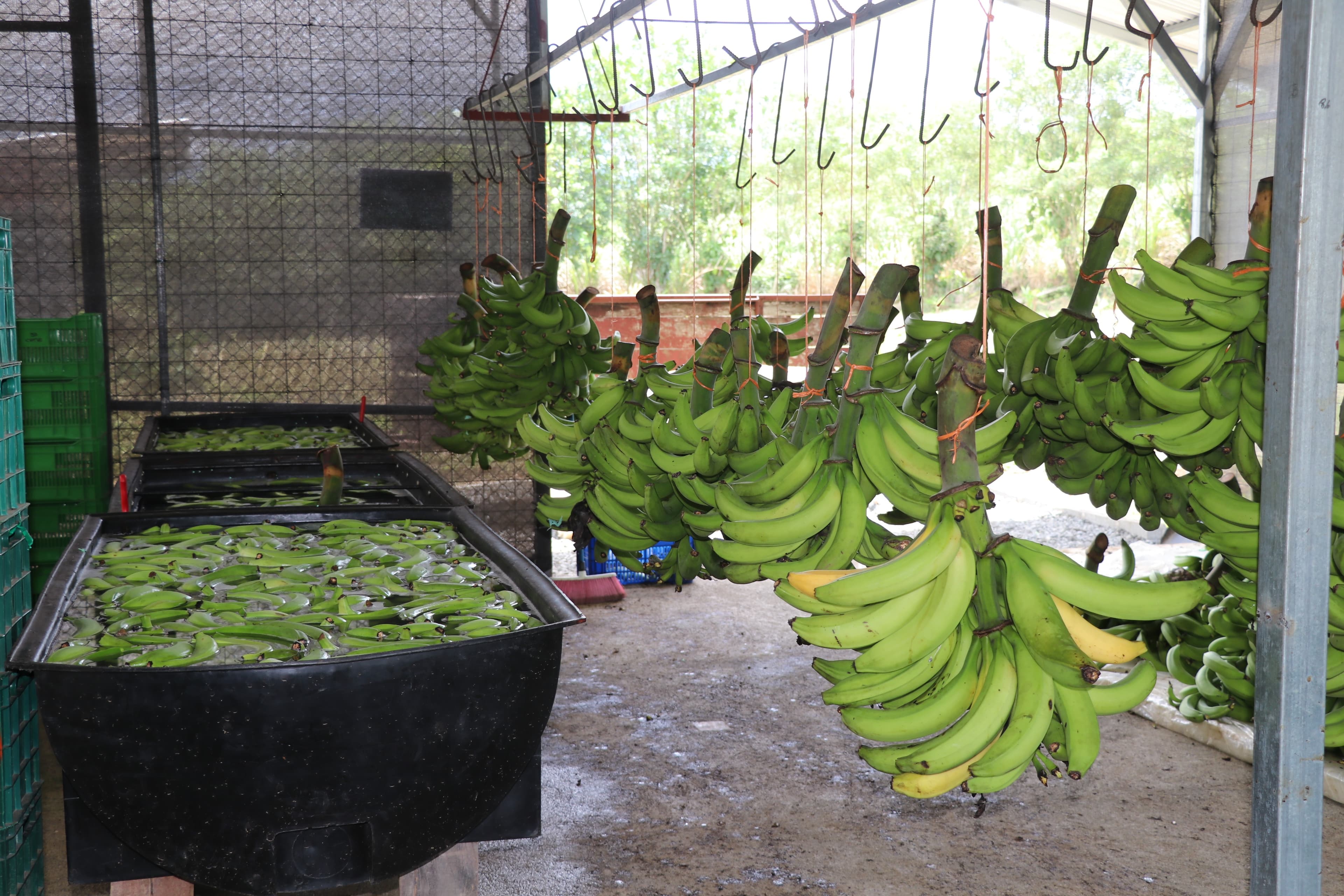 Manejo y poscosecha de plátano