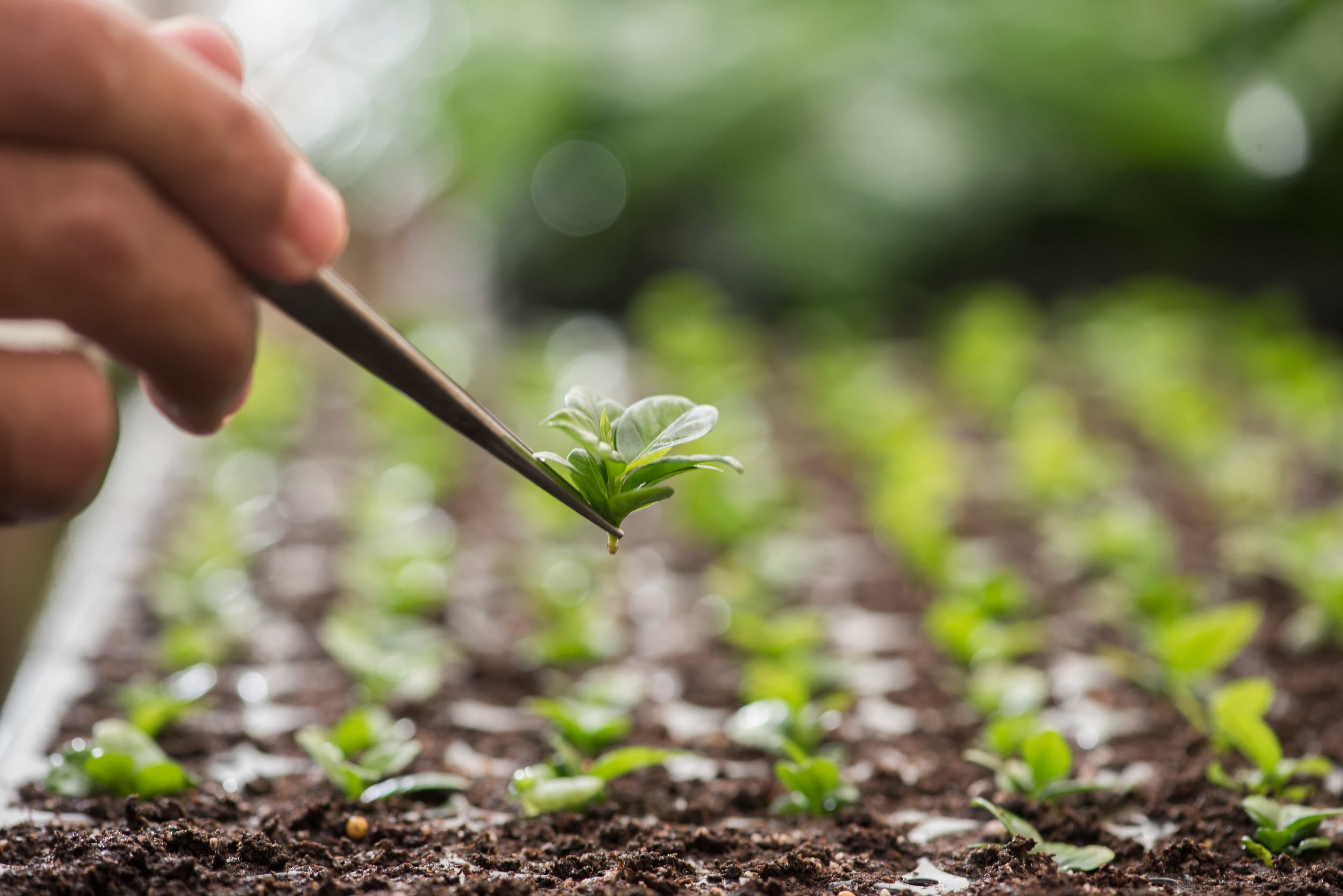 Imagen relacionada con Instalación y capacitación en el sistema de cultivo en inmersión temporal utilizando recipientes RITA®.