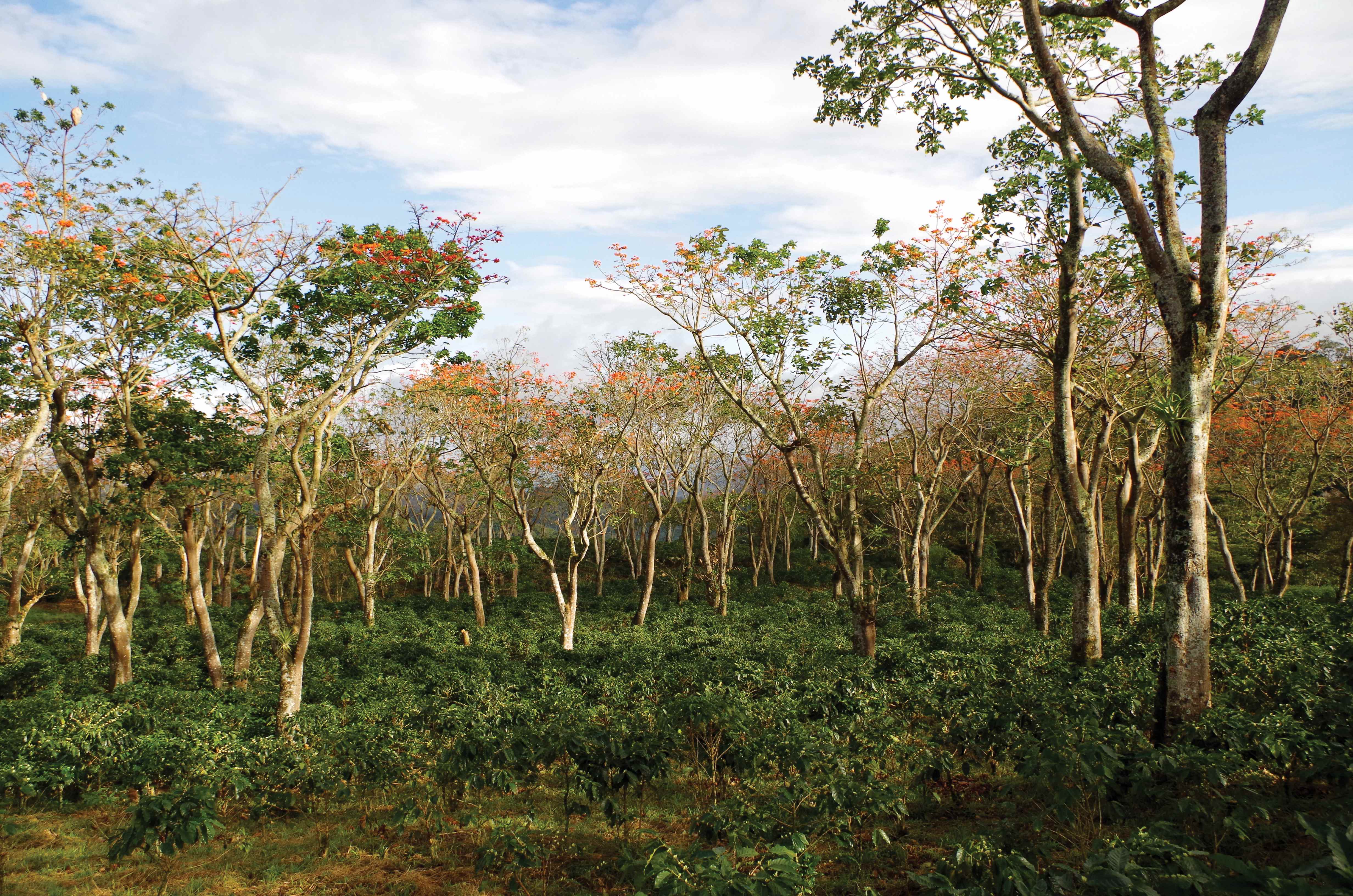 Agroforestería y Agricultura Sostenible